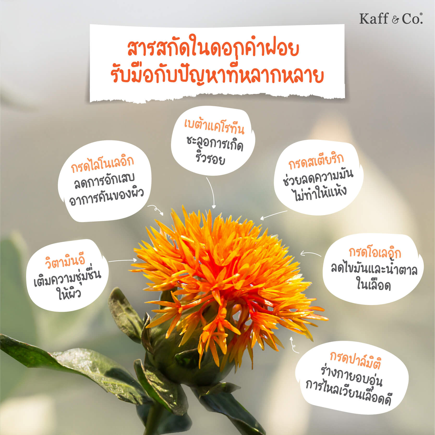 สารสกัดในดอกคำฝอย รับมืิอกับปัญหาที่หลากหลาย