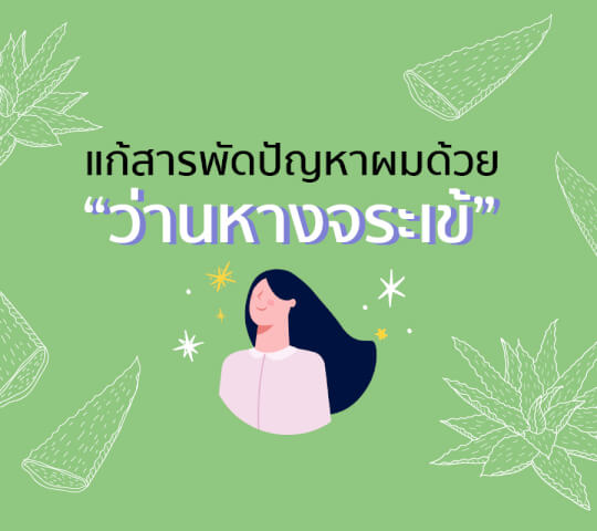 แก้สารพัดปัญหาผมด้วย ว่านหางจระเข้ 